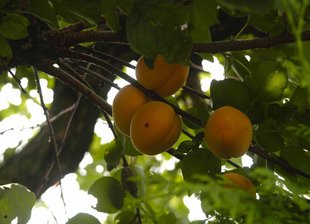 Marillenbaum: Früchte