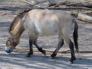 Przewalski-Pferd, Wildpferd