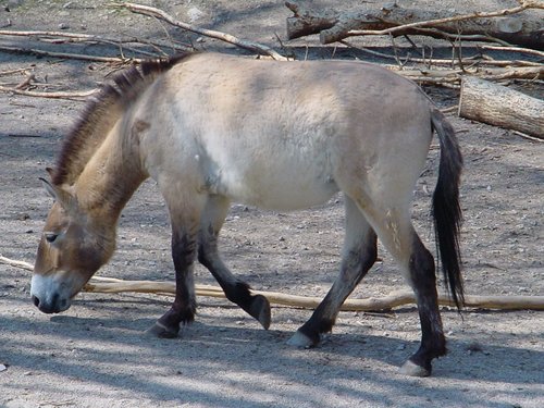 Przewalski-Pferd, Urpferd