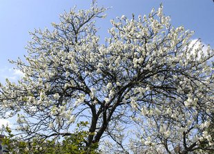 Zwetschkenbaum: Blüte