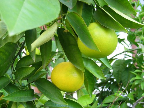 Orangenbaum: reife Früchte