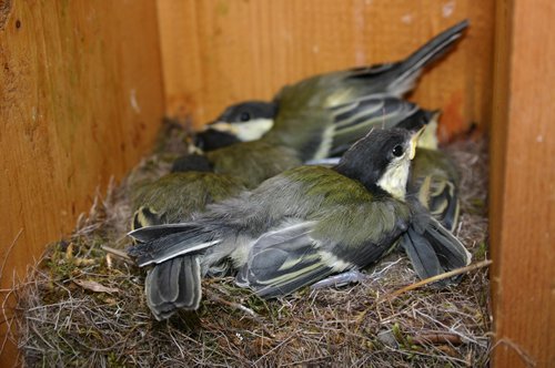 Kohlmeisejunge im Nest