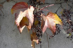 Wilder Wein im Herbst