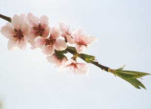 Pfirsichbaum: Blüten