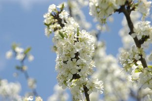 Zwetschkenbaum: Blüten