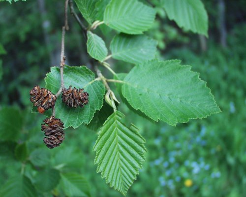 Grau-Erle: Blätter und weibliche Früchte