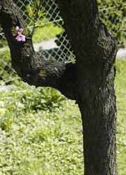 Pfirsichbaum: Stamm, Blüte