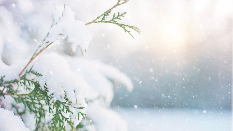 Nahaufnahme eines schneebedeckten Zweigs vor verschneitem Hintergrund.