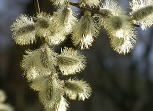 Sal-Weide: männliche Blüten