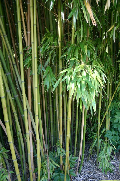 Bambushalme mit Blättern