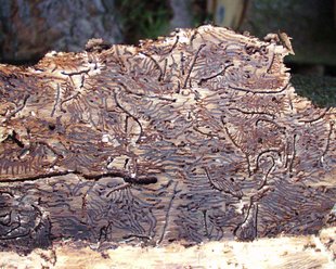Borkenkäfer: Baumschäden