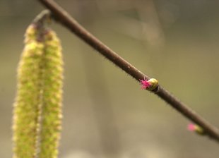 Haselstrauch: weibliche Blüte