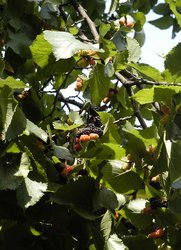 Maulbeerbaum: Früchte