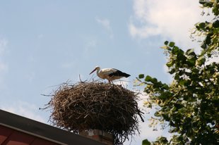 Weißstorch im Nest am Dach