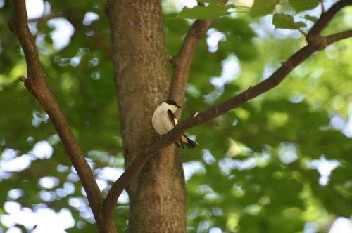 Halsbandschnäppermännchen am Baum