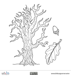 Eichenbaum, -blatt und Eichel