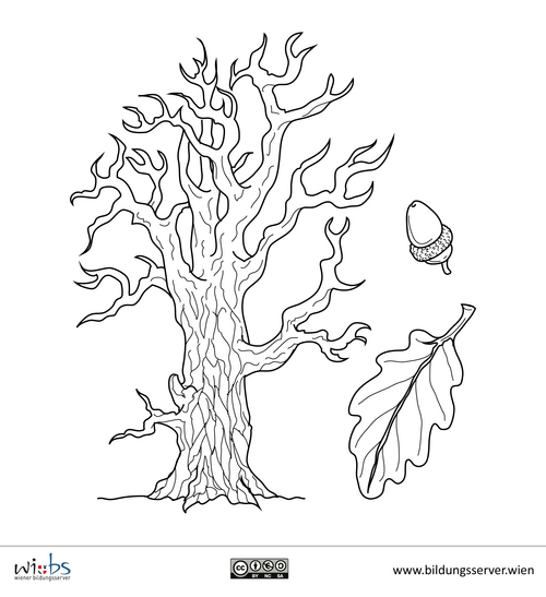Eichenbaum, -blatt und Eichel
