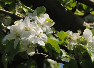 Apfelbaum: Blüte im Frühling (Ende April)