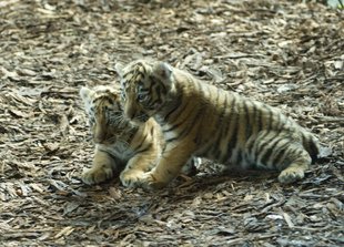 Sibirische Tiger: Jungtiere