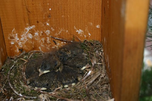 junge Hausrotschwänze im Nest