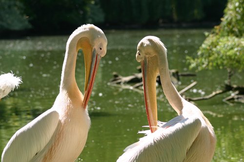 zwei rosa Pelikane