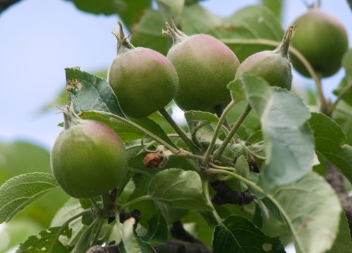 Apfelbaum: Früchte im Juni