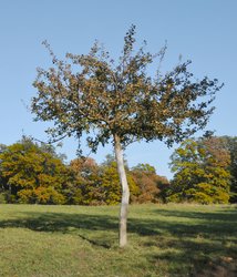 Apfelbaum im Herbst (Oktober)