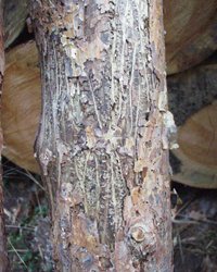 Borkenkäfer: Baumschäden