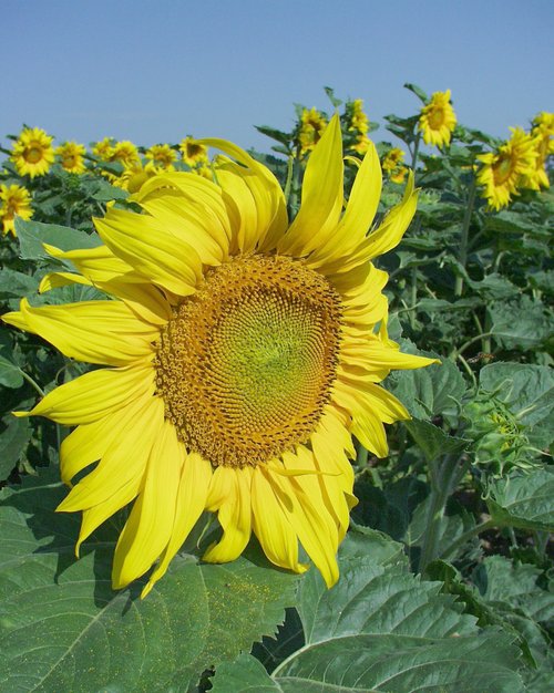 Sonnenblume: Blütenstand