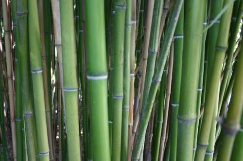 Bambushalme