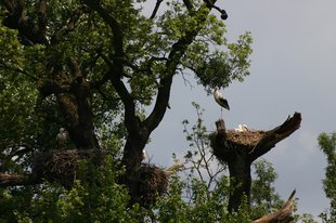 Weißstörche im Nest am Baum