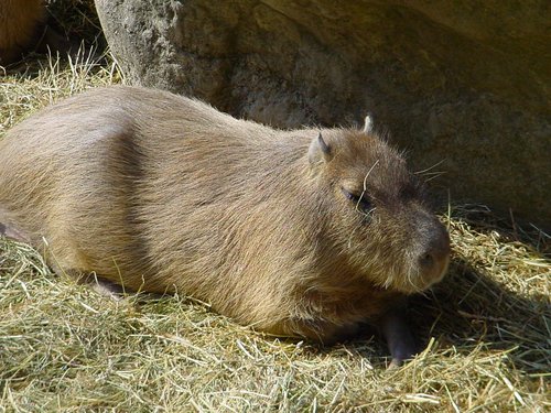 Capybara, Wasserschwein