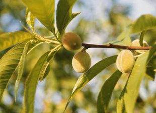 Pfirsichbaum: unreife Früchte