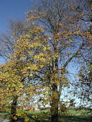 Rosskastanienbaum im Herbst