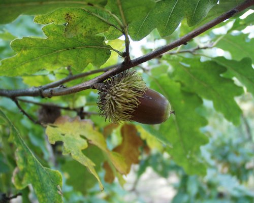 Zerreiche: Blätter und Früchte