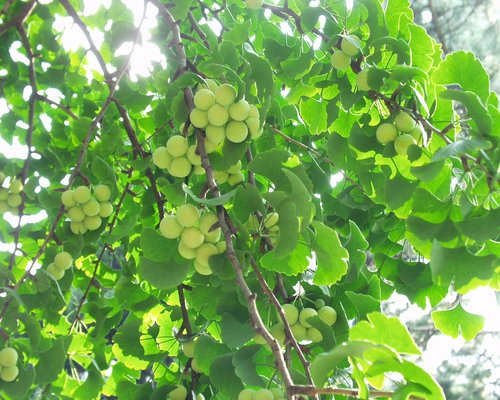 Ginkgobaum: Früchte und Blätter