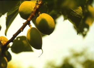 Marillenbaum: unreife Früchte