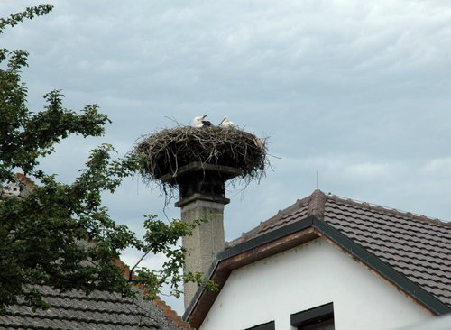 Weißstorch: Nest