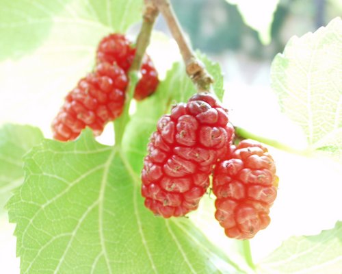 Maulbeere: Blätter und Früchte
