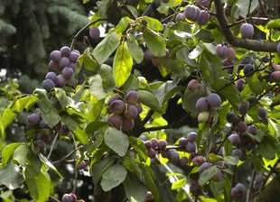 Zwetschkenbaum: Früchte