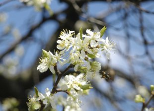 Zwetschkenbaum: Blüten